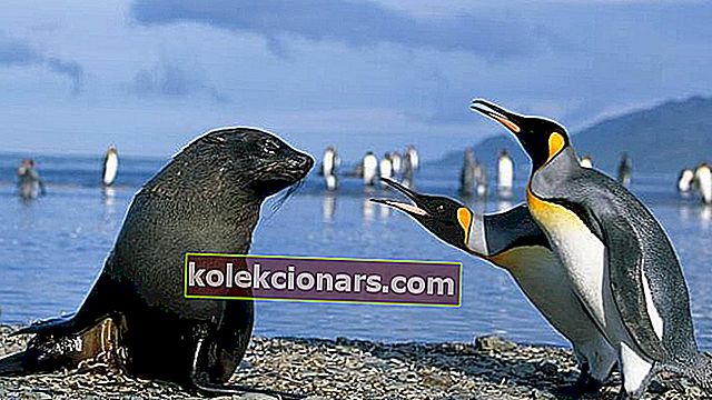 Antarctic Wildlife Windows 10 -teema