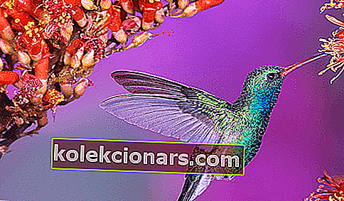 Kaunis Birds Windows 10 -teema